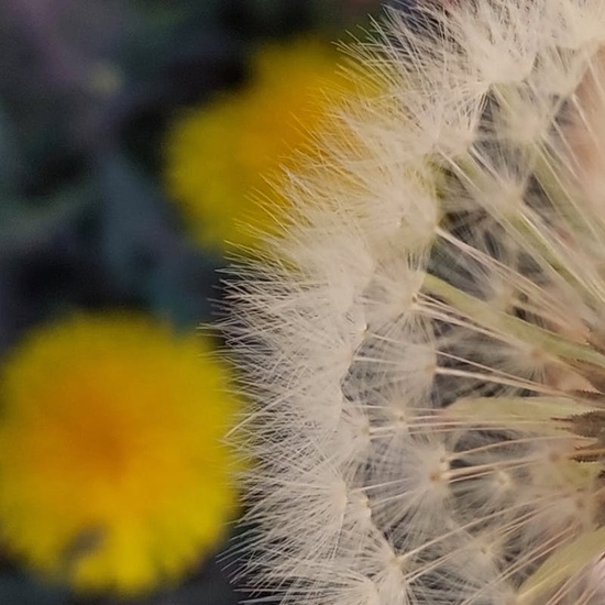 Collier Smeraldi e Diamanti