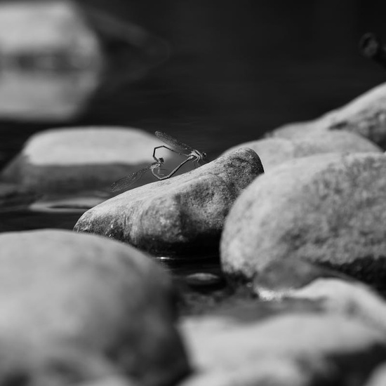 Pendente Goccia Rubino e Diamanti