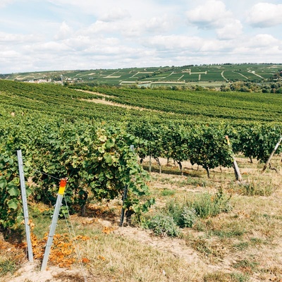 Ametista Uruguayana Deep Purple 28ct