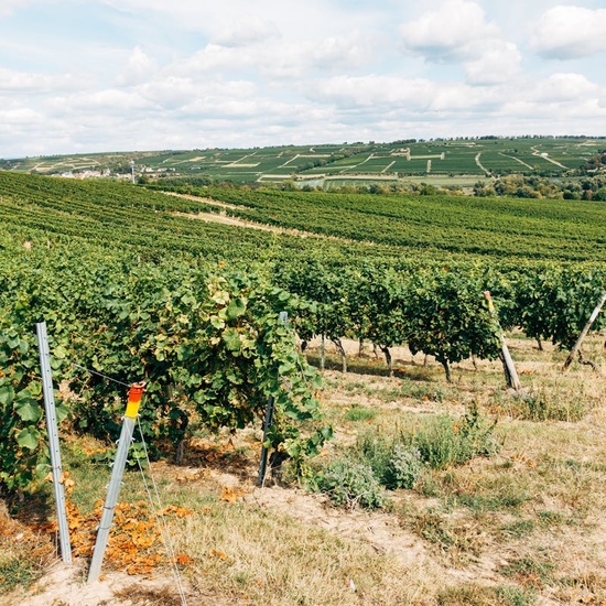 Ametista Uruguayana Deep Purple 28ct